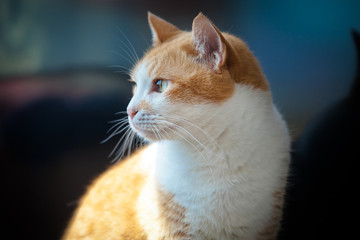 Cute orange cat looking to the side