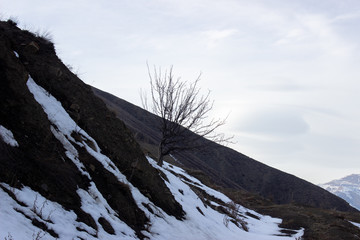 A lone naked tree on a partially lighted mountain slope against a blue cloudy sky. Tree in the mountains against the sky. Dry tree in the mountains against the sky. Dry tree in the mountains