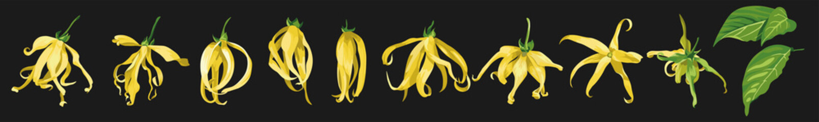ylang ylang vector clip art set of tropical botanical illustrations. Yellow wild flowers with green leaves on a black background