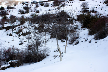 Crooked dry tree on top of a mountain on a background of mountains. Dry trees in the mountains in autumn. Dry trees in the mountains in winter.
