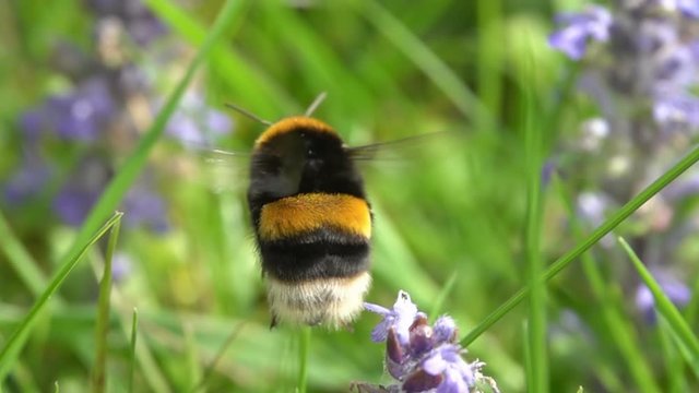 Beautiful Bee Bumblebee flying over purple Flower macro slow-motion springtime nature