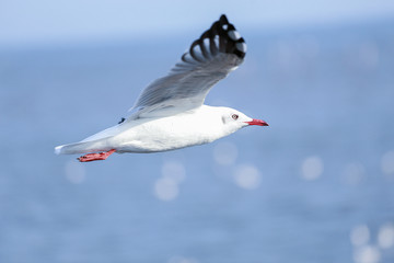 The Gulls is flying. Seagulls fly  on the blue sky