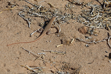 Lézard Agama dans le Wadi Rum en Jordanie