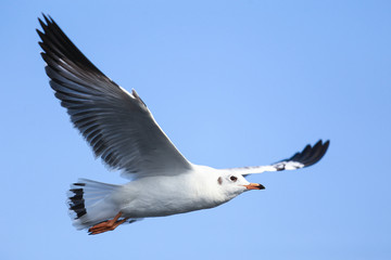 The Gulls is flying. Seagulls fly on the blue sky