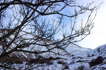 Dry tree against the sky. Dead tree branches against blue sky. Tree against the sky
