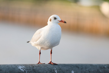 Seagull is standing on a bridge white cement rail above the sea