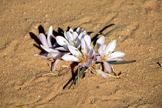 Gros plan d'une colchique crocus, Fleur du d&eacute;sert, Wadi Rum, Jordanie,