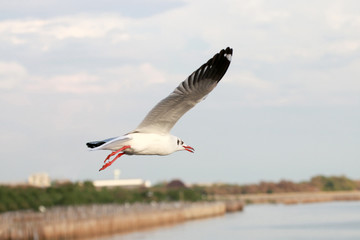 The Gulls is flying. Seagulls fly over the sea