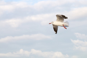 Obraz premium The Gulls is flying. Seagulls fly on blue sky