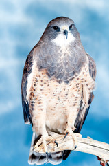 Swainsons Hawk Buteo swainsoni Adult