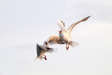 Gulls is flying. Seagulls fly on blue sky