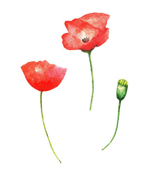 Poppies, watercolor
