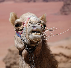 Dromadaire dans le désert du Wadi Rum en Jordanie