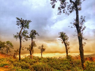 Evening scene with beautiful trees, orange sky great background, sun sets.
