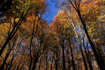 Fototapeta premium trees in autumn
