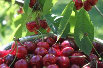 Reife Kirschen vorm Kirschbaum