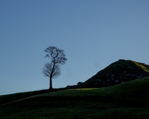 A lone tree stands stark against the blue sky on a hill above the Bronte village of Haworth in Yorkshire