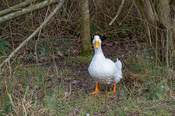 Isolated pekin duck standing on a river bank
