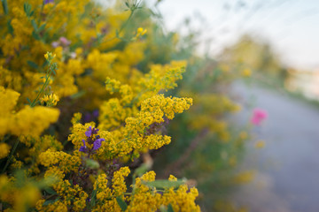 Yellow flowers semi macro