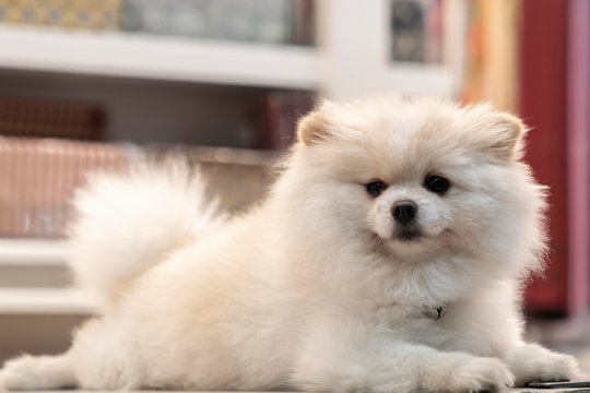 white Pomeranian dog lies and looks at the camera. close- up photo