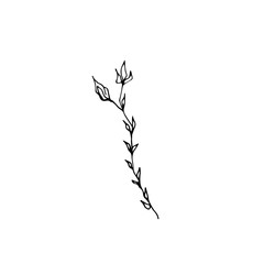 Branch with leaves and buds isolated on a white background. Vector doodle illustration. Sketch.  Line style