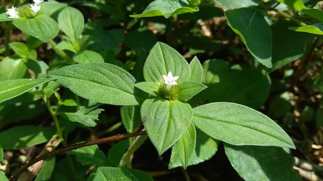 Weeds green in the nature background. Borreria alata grass or javanese called as udel-udelan.
