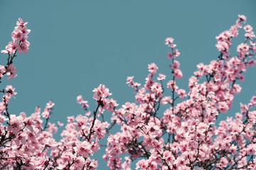 bright pink and white flowers on trees, blooming, spring landscape, beautiful background