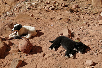 Gros plans sur deux chiots qui se prélassent 