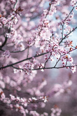 Cherry blossom in spring