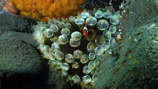 Western Anemonefish - Amphiprion ocellaris. Underwater world and diving in Tulamben, Bali, Indonesia. Underwater video 4k.