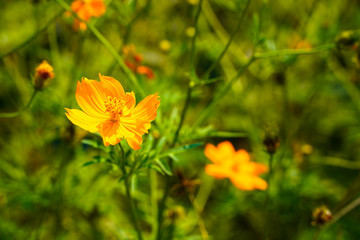 flower fields are yellow in the wildflowers on cool days on the roadside.