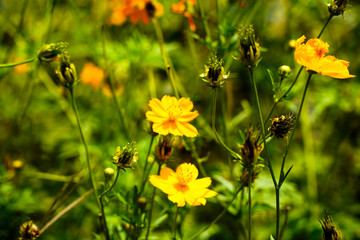 flower fields are yellow in the wildflowers on cool days on the roadside.