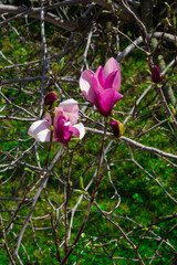 Fiori di magnolia x soulangeana di viola brillanti e bianco fiorendo sotto il sole di primavera sul prato verde