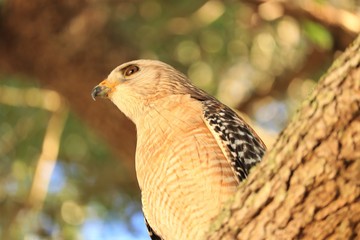 HAWK BIRD IN THE TREE