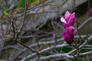 Fiore di magnolia x soulangeana di colori brillanti fiorendo sotto il sole di primavera sulla...