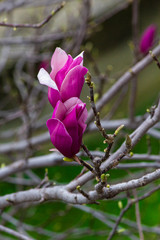 Fiori di magnolia x soulangeana di colori brillanti fiorendo sotto il sole di primavera su un ramo