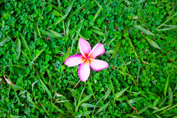 Pink flower on green grass