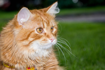 Maine Coon red cat on green grass