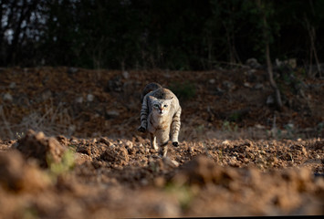 cat in the field
