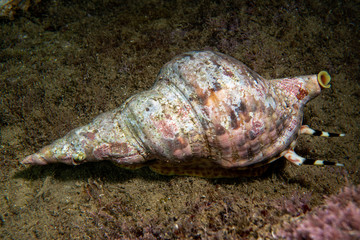 Triton's trumpet (Charonia tritonis), also known as the giant triton. Wild life animal.Underwater . Charonia lampas Dimensione 20 cm