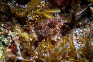 Fototapeta na wymiar Bearded Scorpionfish. Macro underwater photography.Scorpionfish, Scorpaenidae are a family of mostly marine fish that includes many of the world's most venomous species. 