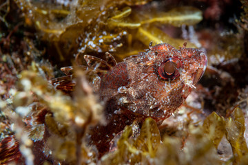 Obraz na płótnie Canvas Bearded Scorpionfish. Macro underwater photography.Scorpionfish, Scorpaenidae are a family of mostly marine fish that includes many of the world's most venomous species. 