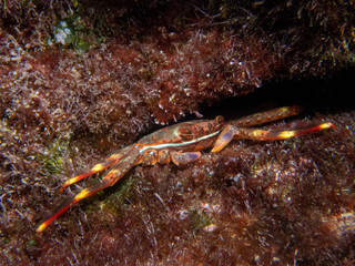 Sally Lightfoot crab (Percnon gibbesi).Crab in the Rock in Greece 