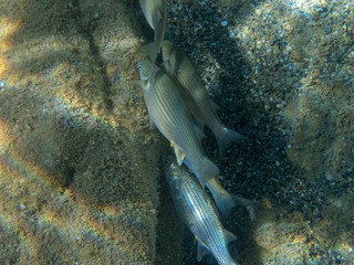 Big White mullet on white sandy bottom green water