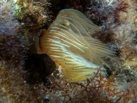 Magnificent tube worm (Protula magnifica) extends a crown of feeding tentacles from its calcareous tube in which it lives.Sabellidae, or feather duster worms.