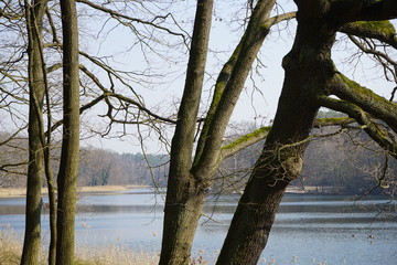 Die Krumme Lanke hinter Bäumen