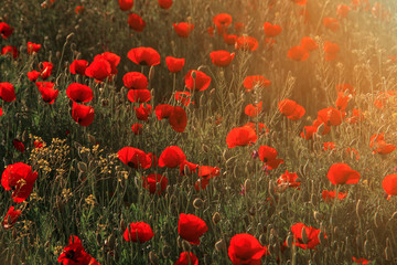 flowering poppy fields with sunshine