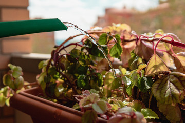 Regando plantas con una regadera verde