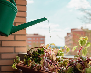 Regando plantas con una regadera verde © RayArt