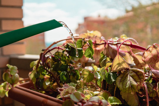 Regando plantas con una regadera verde